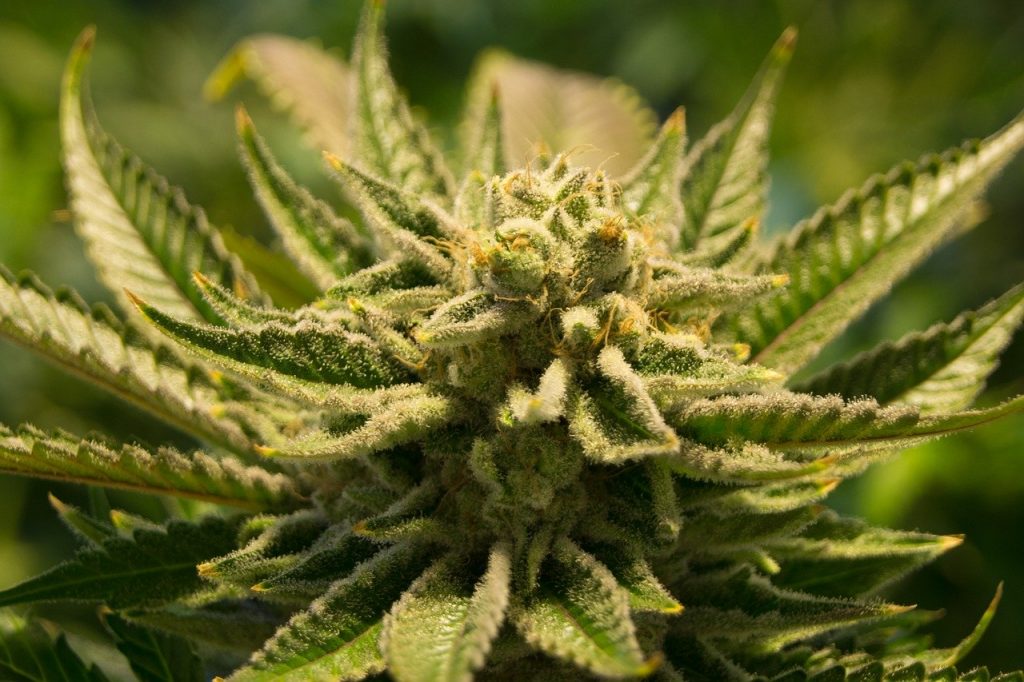 foto van top cannabis plant